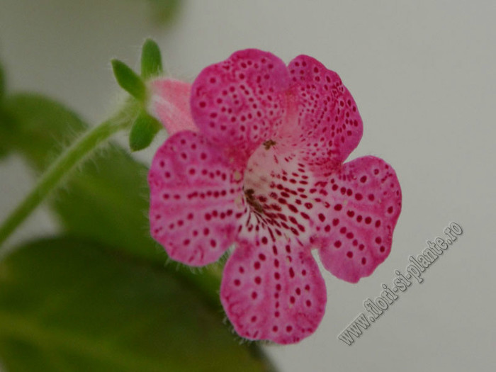 Kohleria Laura; 2012
