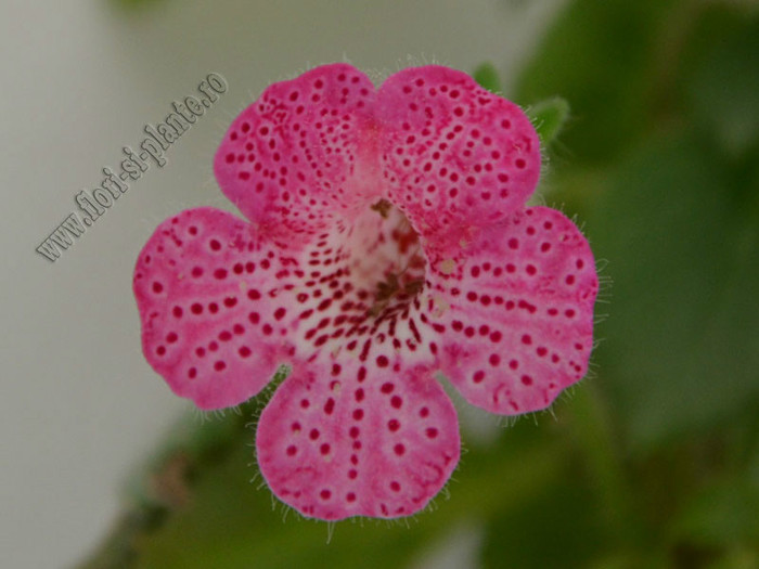 Kohleria Laura; 2012
