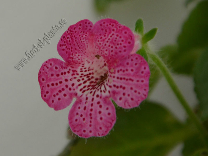 Kohleria Laura; 2012
