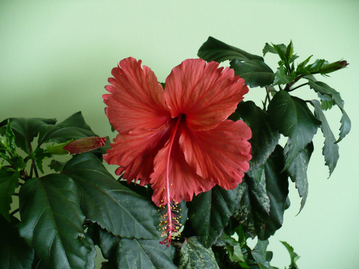 P1400625 - hibiscusi 2012