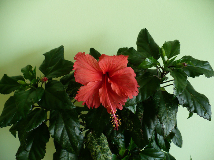 P1400638 - hibiscusi 2012