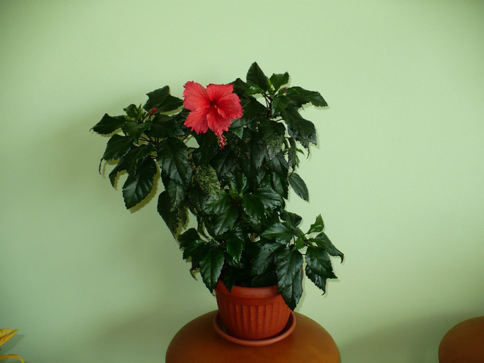 P1400641 - hibiscusi 2012