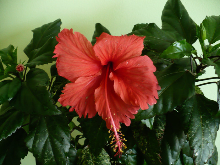P1400645 - hibiscusi 2012