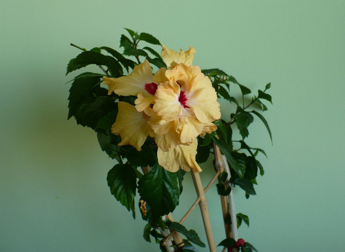 P1400771
