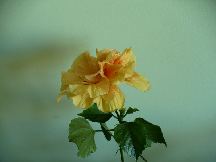 P1400778
