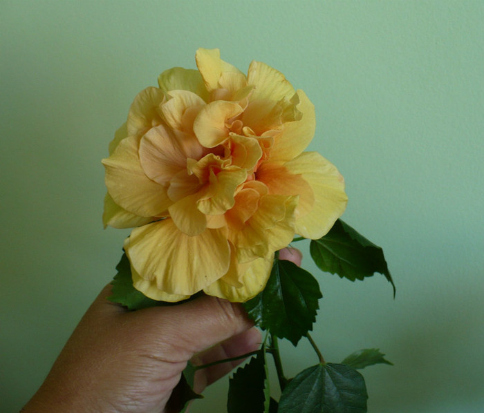 P1400781
