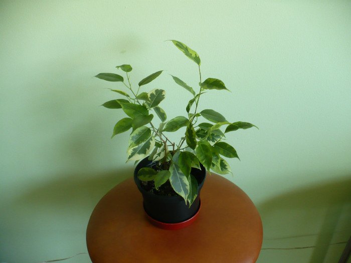 Ficus benjamin 1 - Plante verzi 2012 - 2013