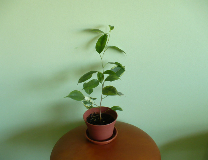 Ficus benjamin 2 - Plante verzi 2012 - 2013