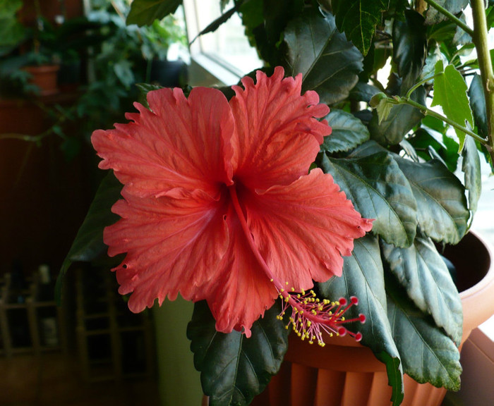 P1400929