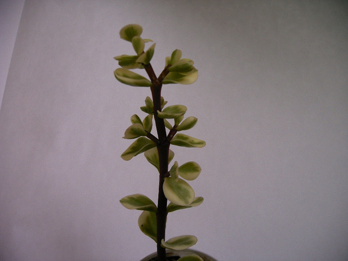 Portulacaria afra -variegata