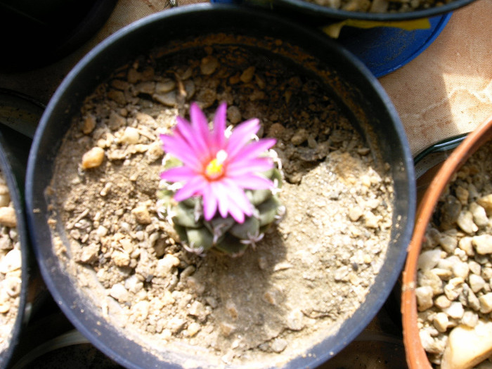 Turbinicarpus alonsoi - Flori cactusi