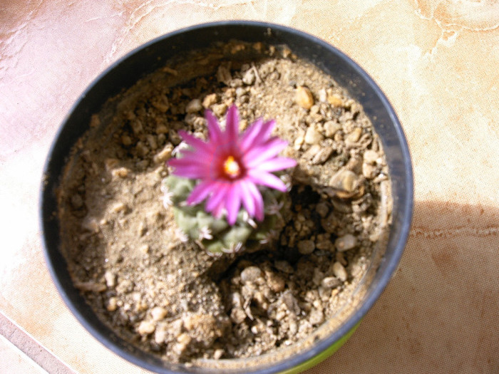 IMAG0003 - Flori cactusi