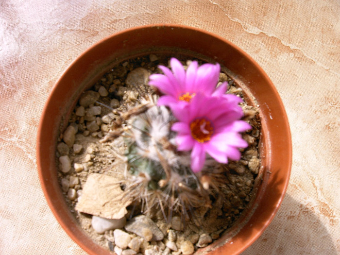 Gymnocactus - Flori cactusi