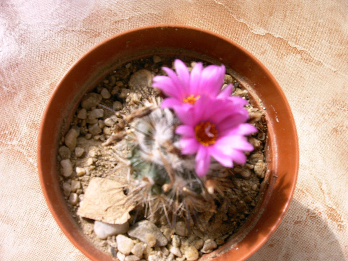 Gymnocactus