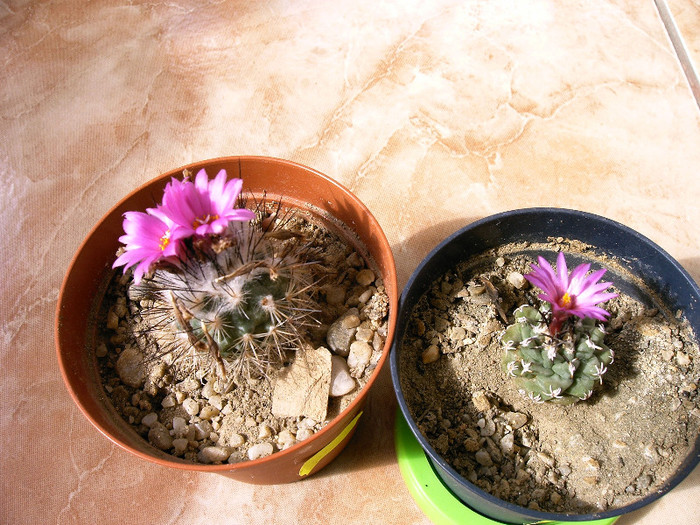 IMAG0008 - Flori cactusi