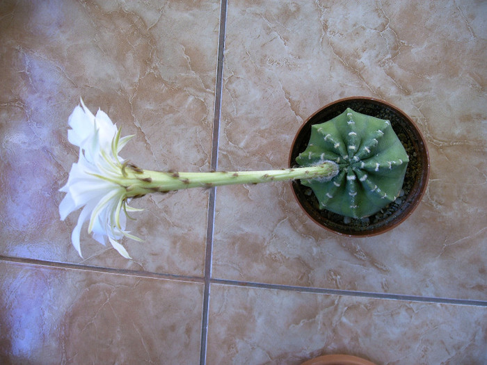 Echinopsis subdenudata