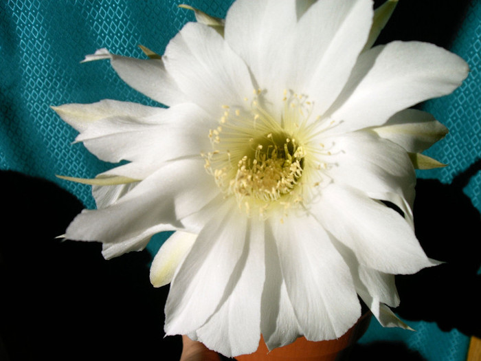 IMAG0024 - Flori cactusi