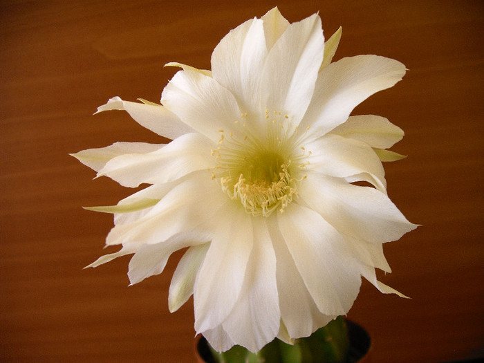 IMAG0025 - Flori cactusi