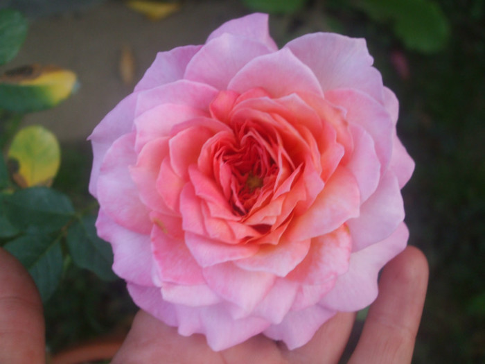 Florajet