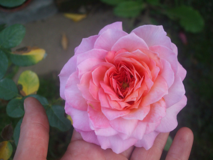 Florajet