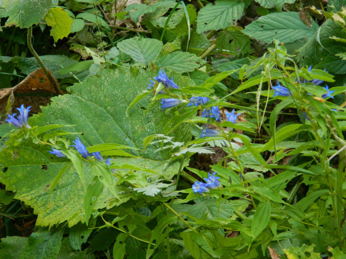 DSCN1041 - 4 Vacanta Septembrie 2012