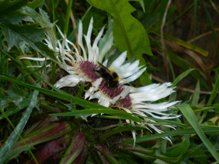 DSCN1047 - 4 Vacanta Septembrie 2012