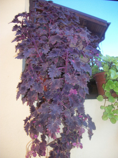 100_4427 - coleus