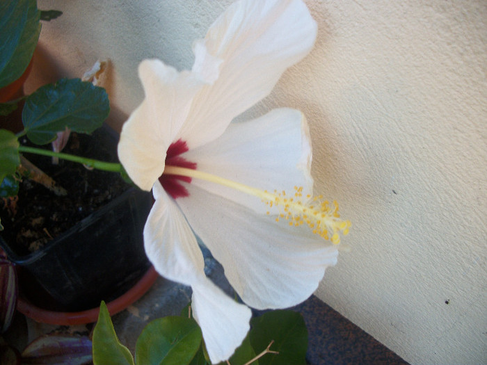 100_4439 - hibiscus