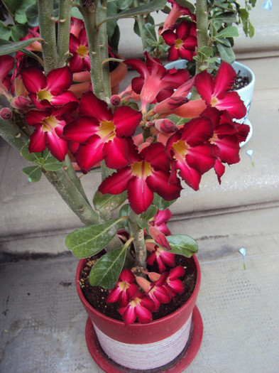 DSC00835