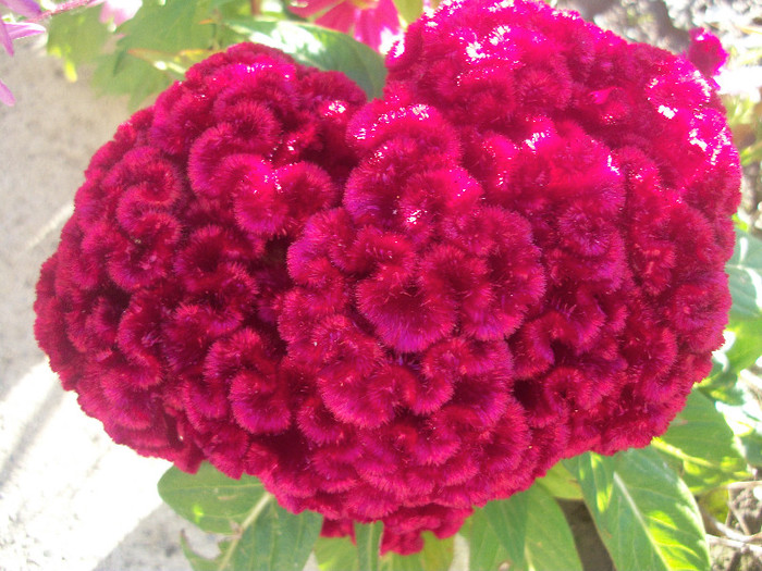 100_4455 - celosia 2012