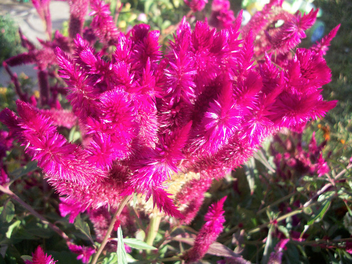 100_4488 - celosia 2012