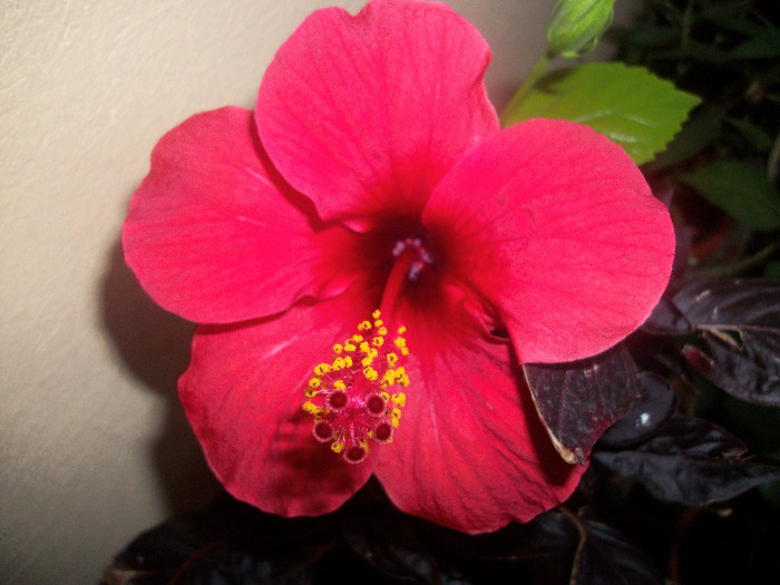 100_4491 - hibiscus