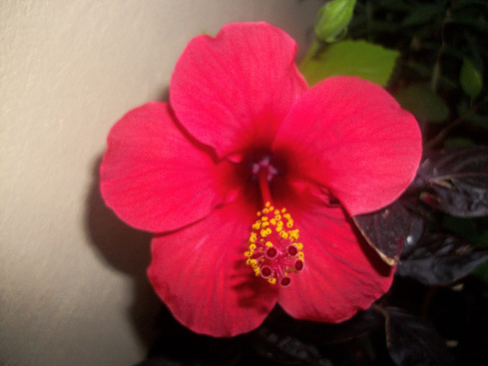 100_4492 - hibiscus