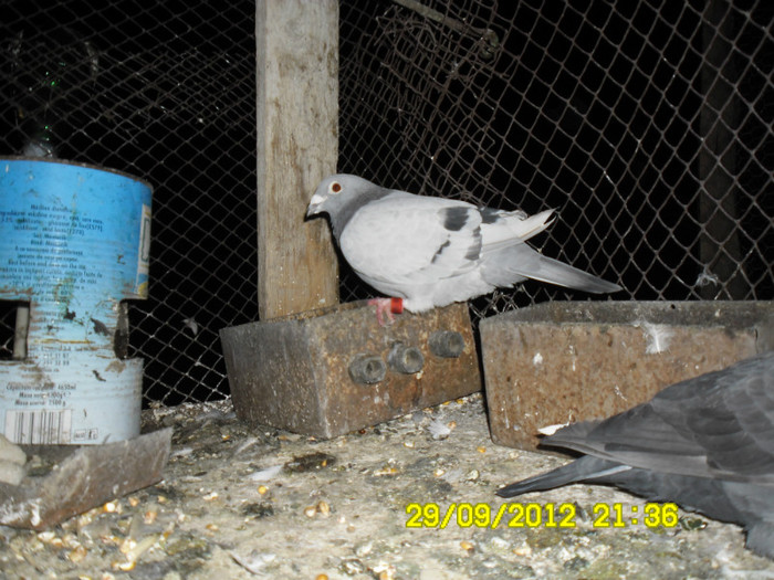SAM_0710 - porumbei