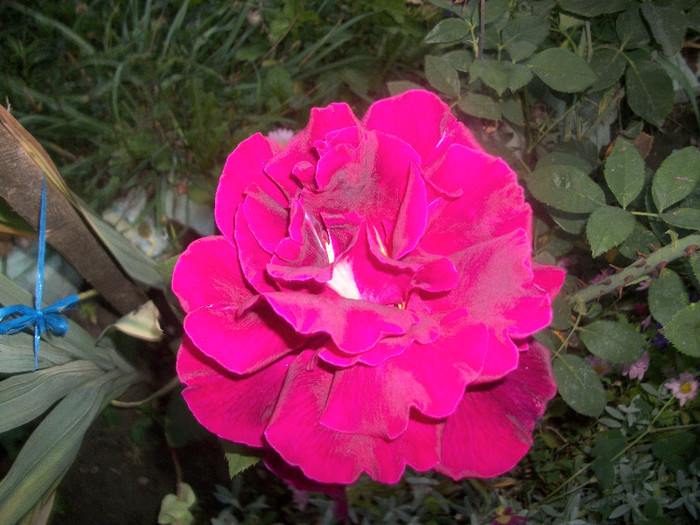 100_4499 - trandafiri 2012