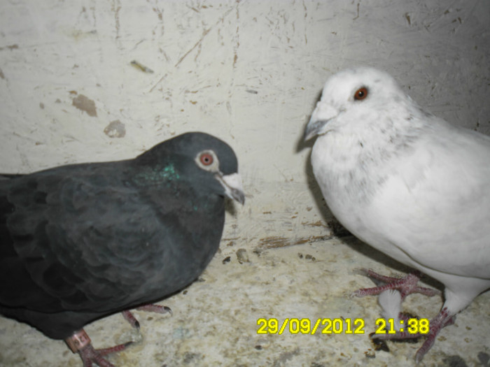 SAM_0722 - porumbei