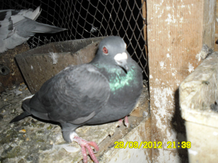 SAM_0728 - porumbei
