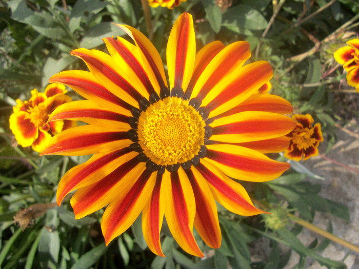 100_4546 - gazania 2012