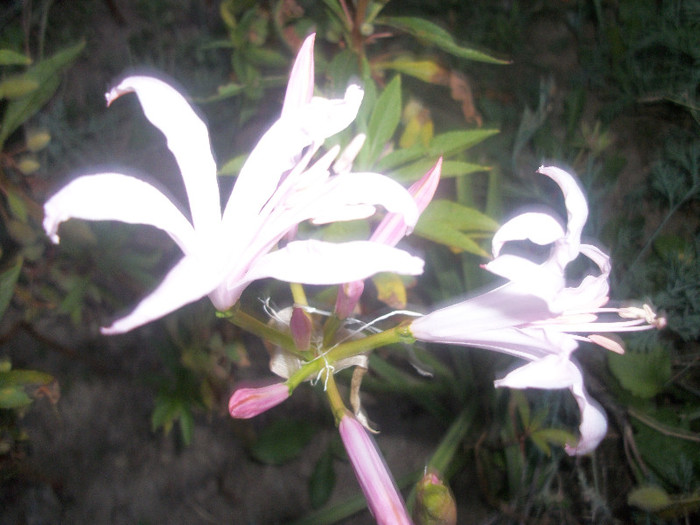 100_4502 - nerine 2012