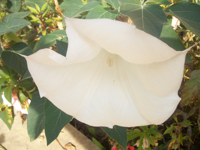 100_4531 - datura 2012