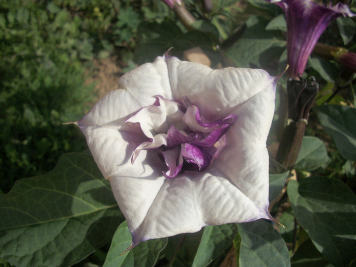 100_4533 - datura 2012