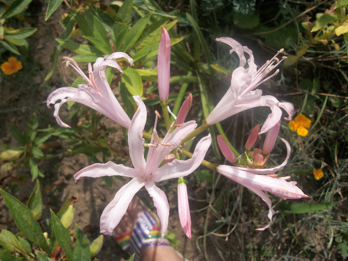 100_4554 - nerine 2012