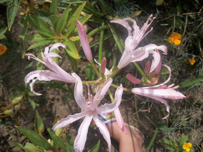 100_4555 - nerine 2012