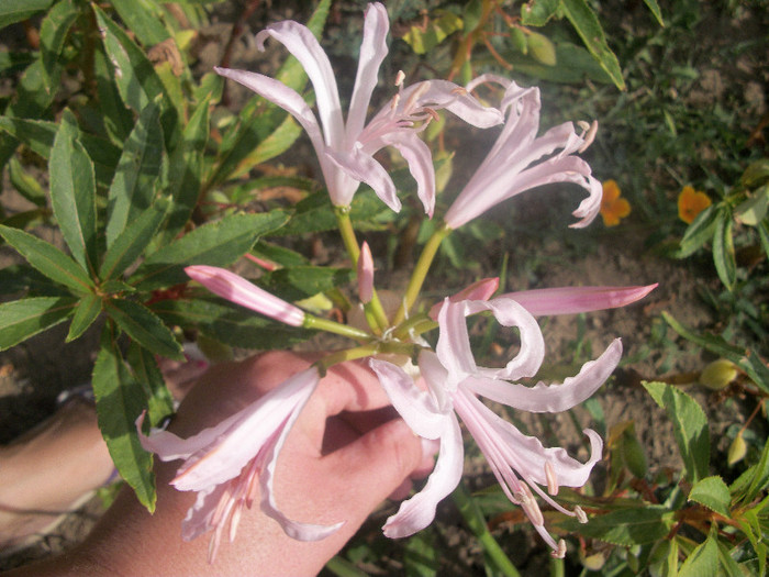 100_4556 - nerine 2012