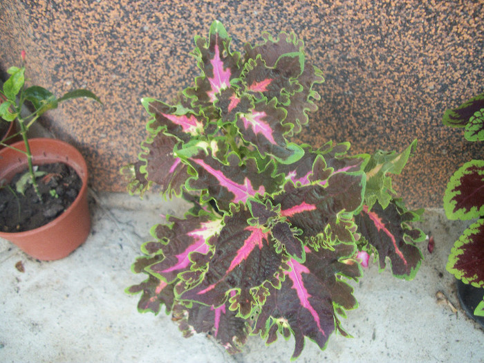 100_4572 - coleus