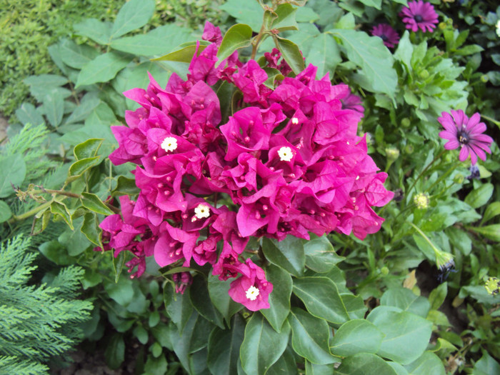 DSC00786 - Bougainvillea- un nou sezon