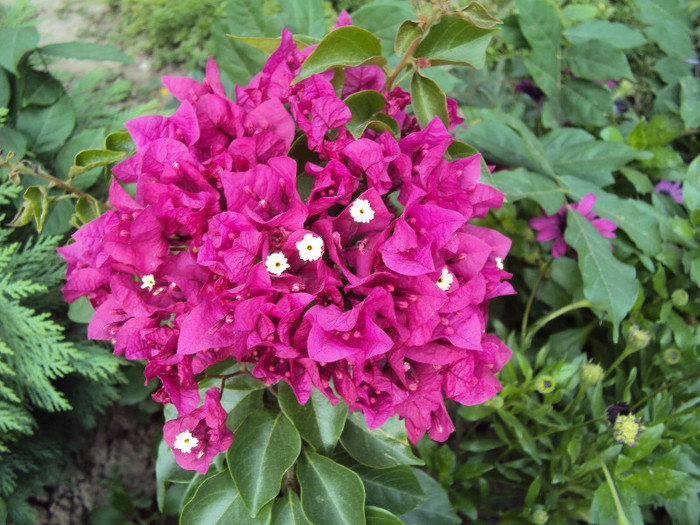 DSC00827 - Bougainvillea- un nou sezon