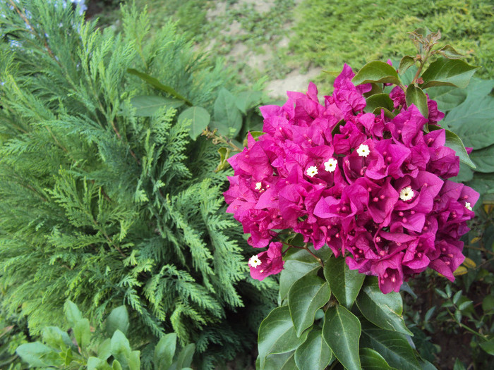 DSC00828 - Bougainvillea- un nou sezon