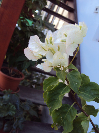 DSC00812 - Bougainvillea- un nou sezon