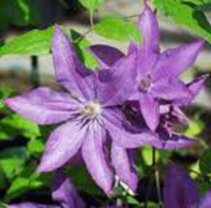 Bagatelle - CLEMATIS 2012